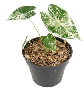 Alocasia Frydek