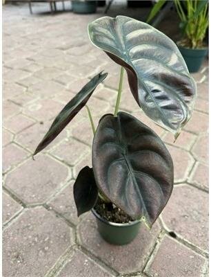 Alocasia Cuprea Red Secret