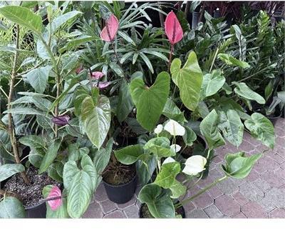 Anthurium