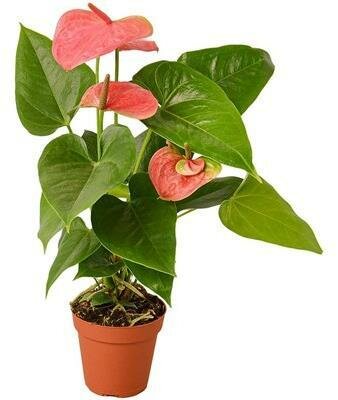 Anthurium