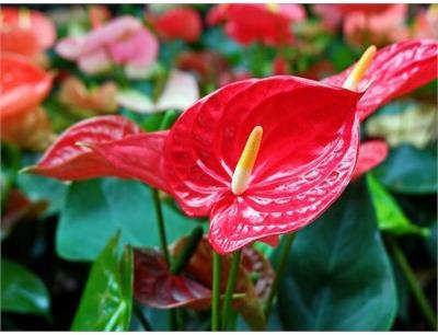 Anthurium