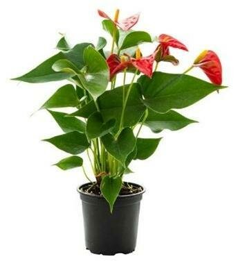 Premium Anthurium