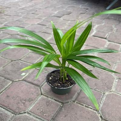 Areca Palm - image 1