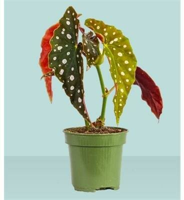 Begonia maculata