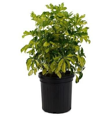 Schefflera Trinette Bush