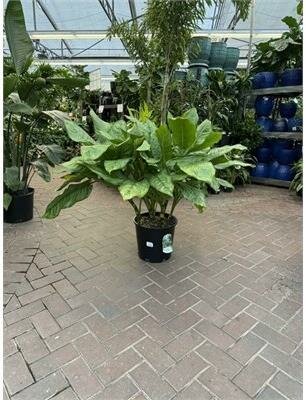 Chinese Evergreen Bj Freeman