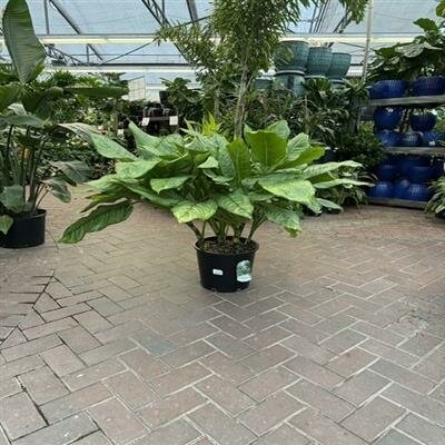 Chinese Evergreen Bj Freeman