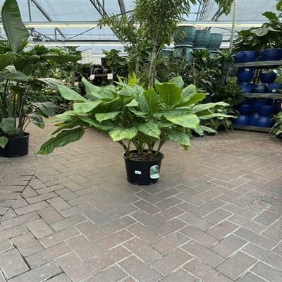 Chinese Evergreen Bj Freeman