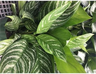 Chinese Evergreen Stripes