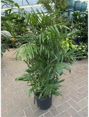 Bamboo Palm - image 2