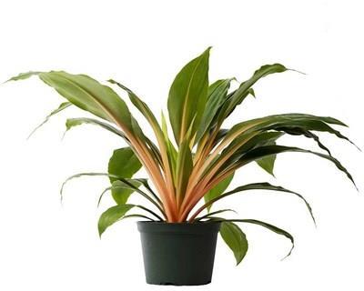 Fire Flash Spider Plant