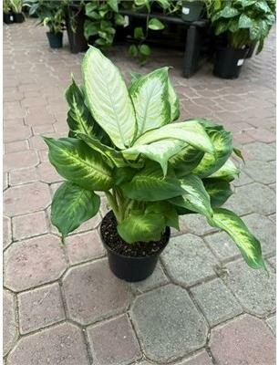 Dieffenbachia Camille
