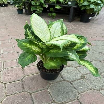 Dieffenbachia Camille - image 1