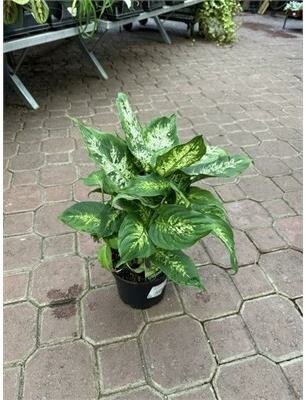 Dieffenbachia Perfection