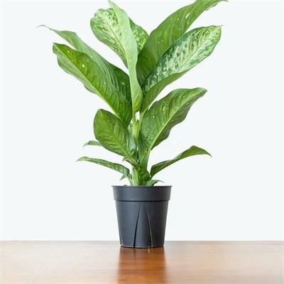 Dieffenbachia Snow