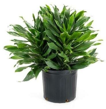 Dracaena Green Jewel