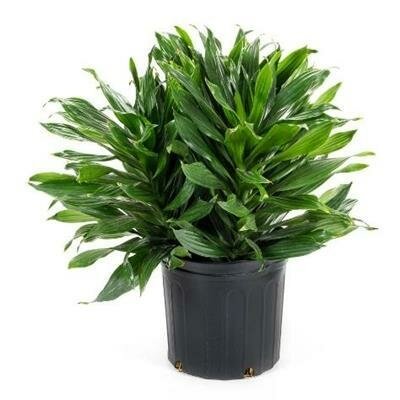 Dracaena Green Jewel