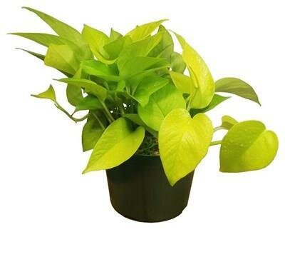 Pothos Neon