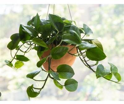 Pothos Jade HB