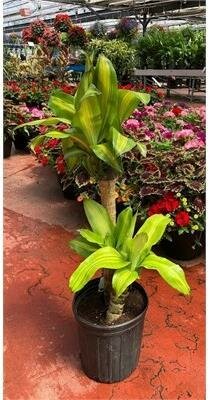 Dracaena Corn Plant 2-1