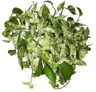 Pothos Marble Queen HB