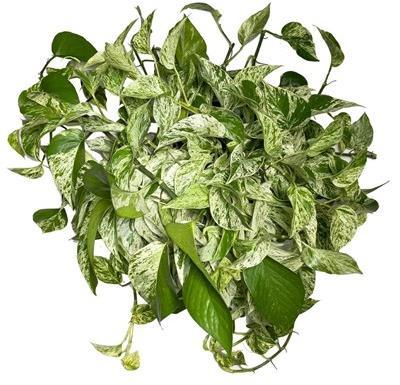 Pothos Marble Queen HB