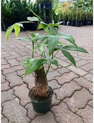 Pachira Money Tree