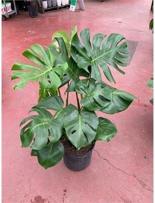 Split Leaf Monstera Plant