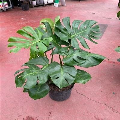 Split Leaf Monstera Plant