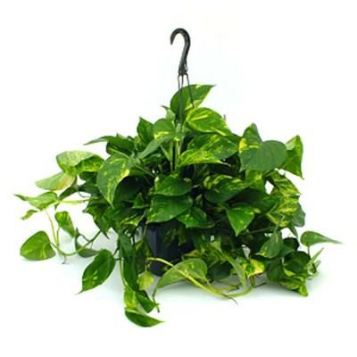 Pothos Golden HB
