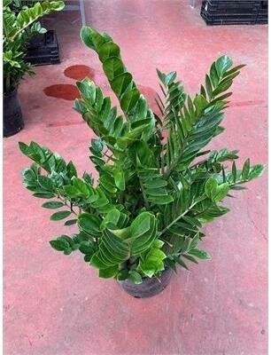 ZZ Plant - image 2