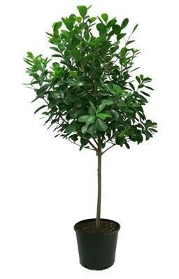 Ficus Moclame Standard
