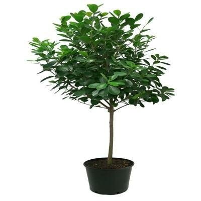 Ficus Moclame Standard