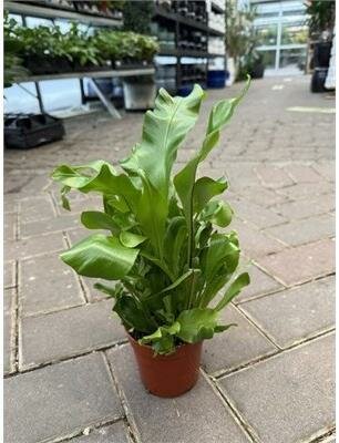 Bird's Nest Fern