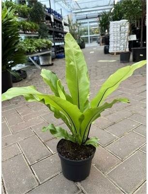 Bird's Nest Fern