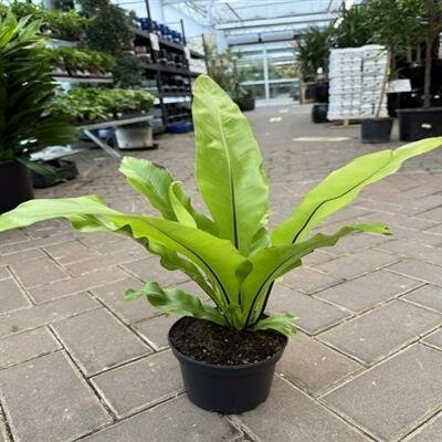 Bird's Nest Fern - image 1