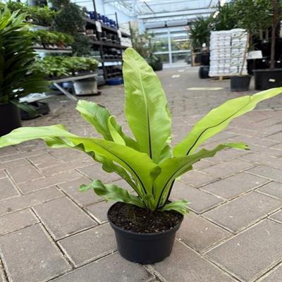 Bird's Nest Fern - image 1