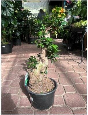 Ficus Ginseng Bonsai in Ceramic