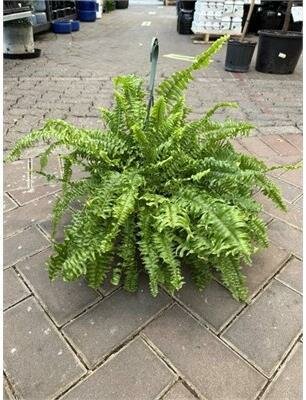 Boston Fern Hb