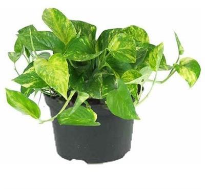Pothos Golden