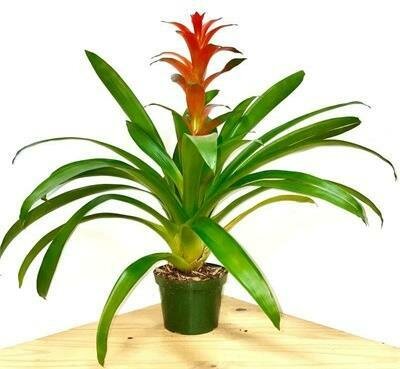 Bromeliad
