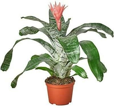 Bromeliad Silver Vase