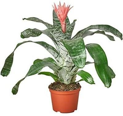 Bromeliad Silver Vase