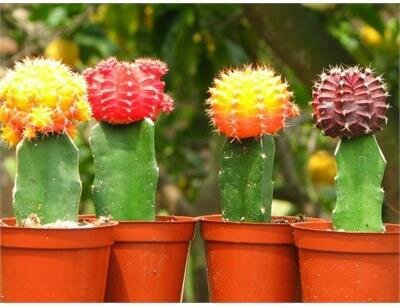 Grafted Cactus