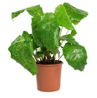 Calathea Network - Triple Tree Nurseryland