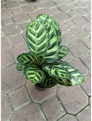 Calathea Peacock