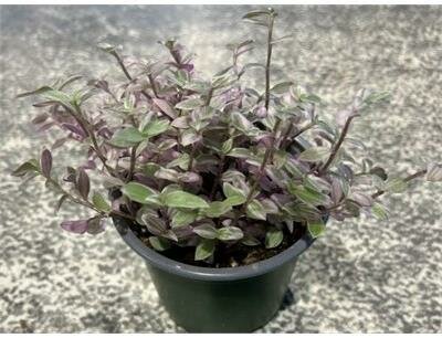 Pink Lady Turle Vine