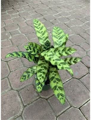 Calathea Rattlesnake