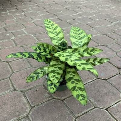 Calathea Rattlesnake