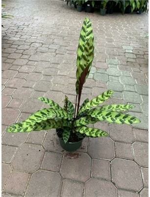 Calathea Rattlesnake